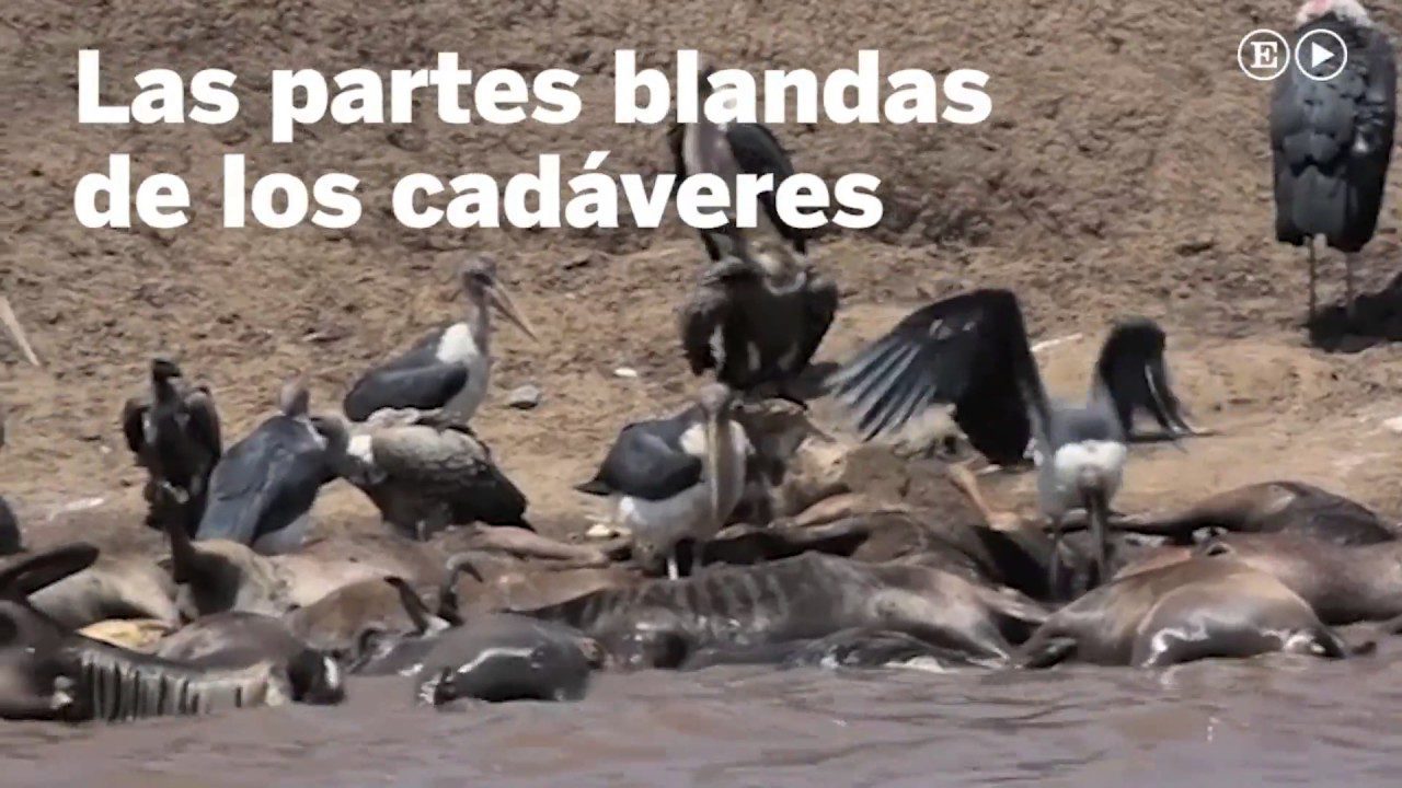 Qué animales migran: Conoce sus increíbles viajes 3 Manada de ñus cruzando el río Mara