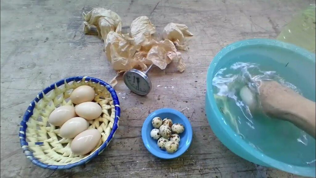 Qué pasa si lavo los huevos antes de incubarlos 1 maxresdefault 4