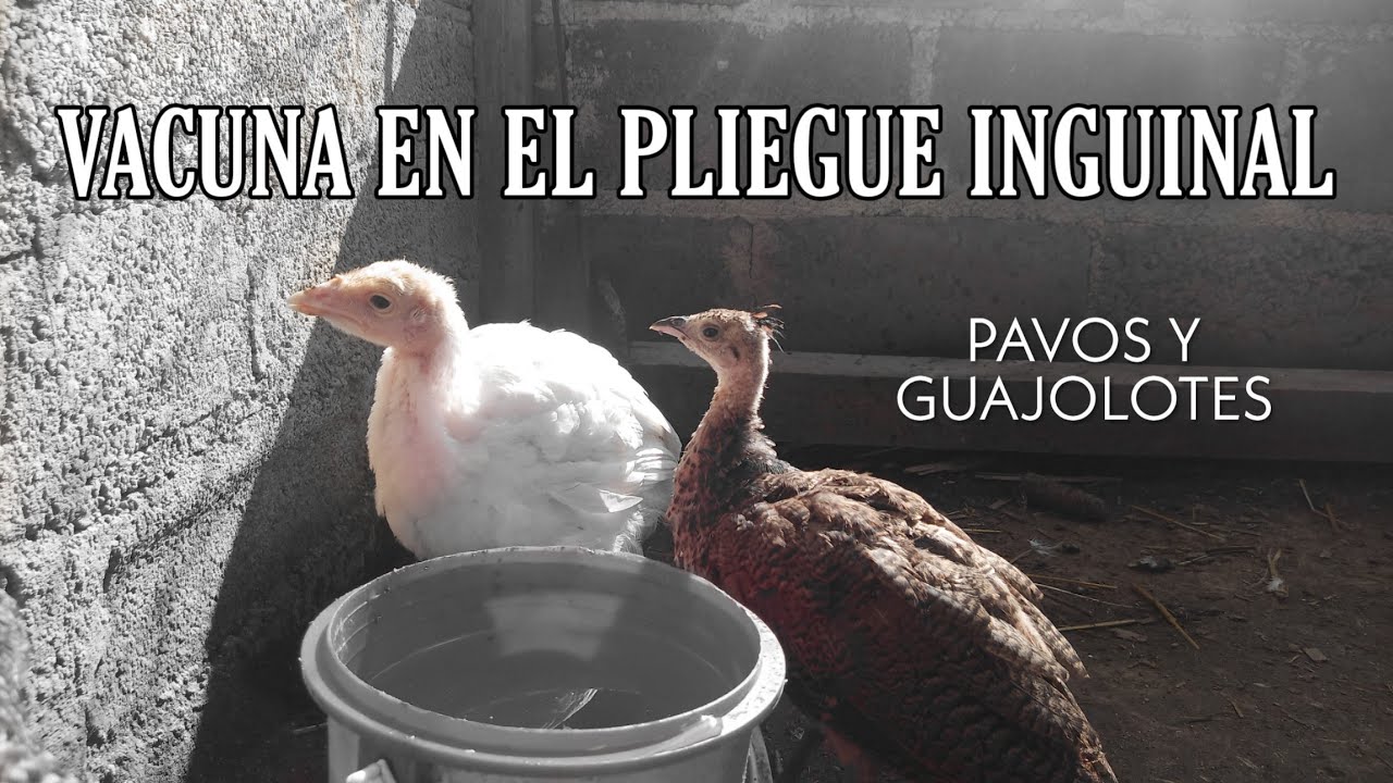 Crias de guajolote recibiendo vacunas veterinarias