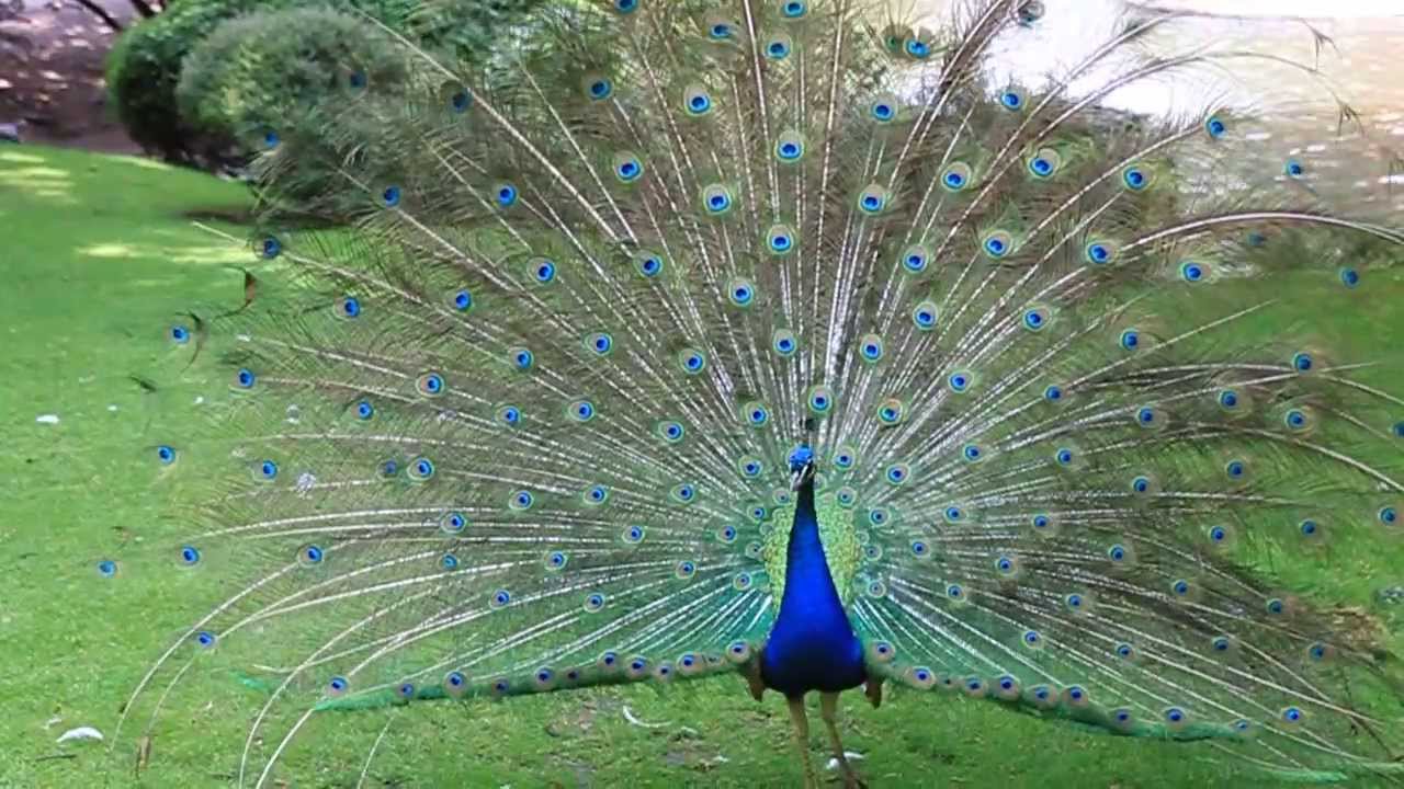 Pavo real desplegando su majestuoso plumaje