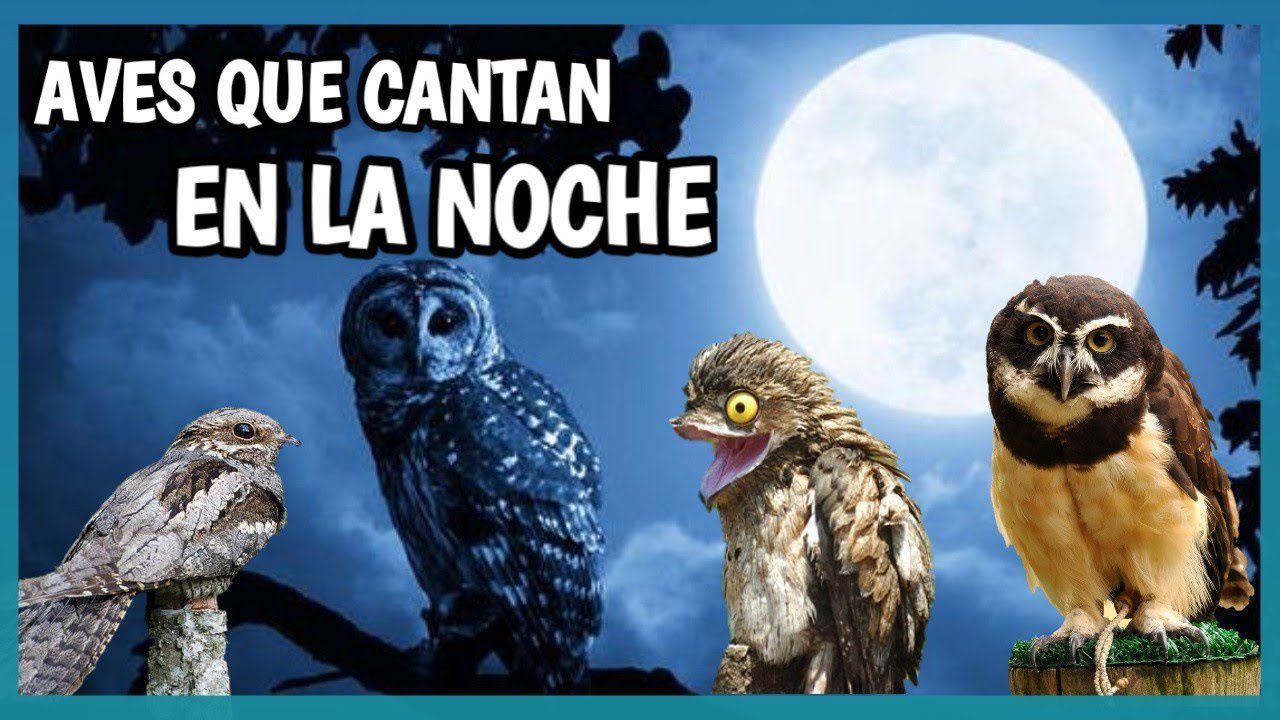 Pájaros cantando en la oscuridad nocturna