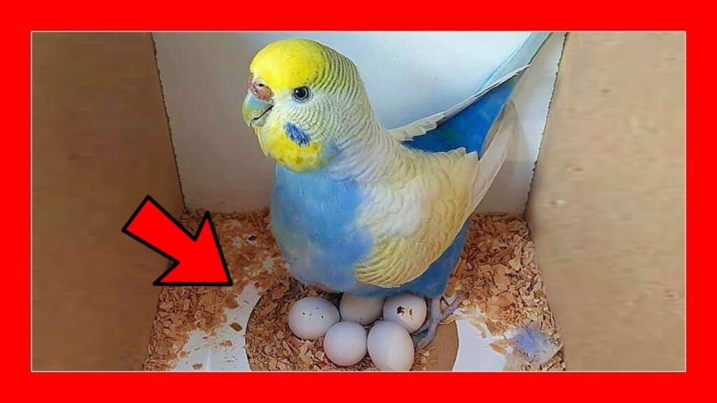 Cuánto tiempo tardan en poner huevos Los periquitos australianos 1 maxresdefault 46