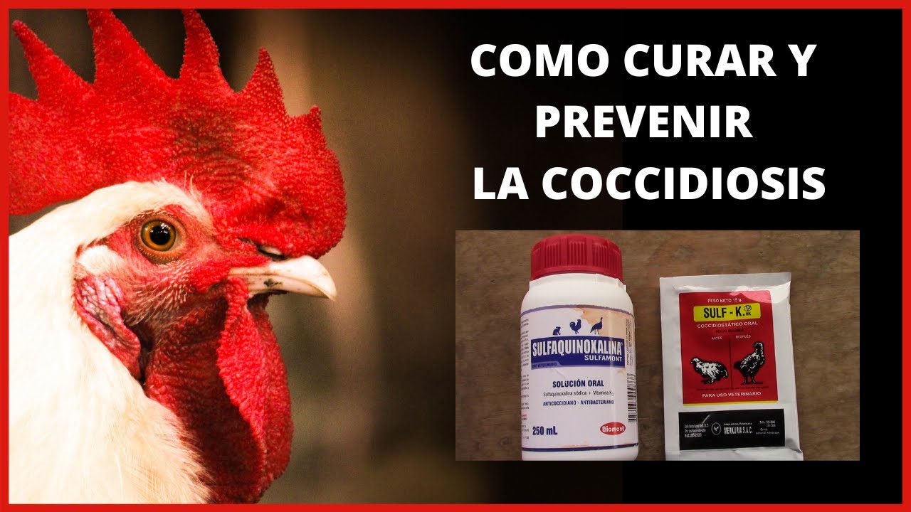 Diarrea blanca en gallinas: tratamientos efectivos