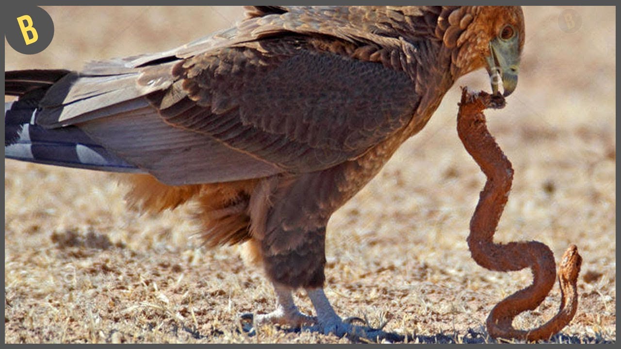 Águila cazando presa en plena acción