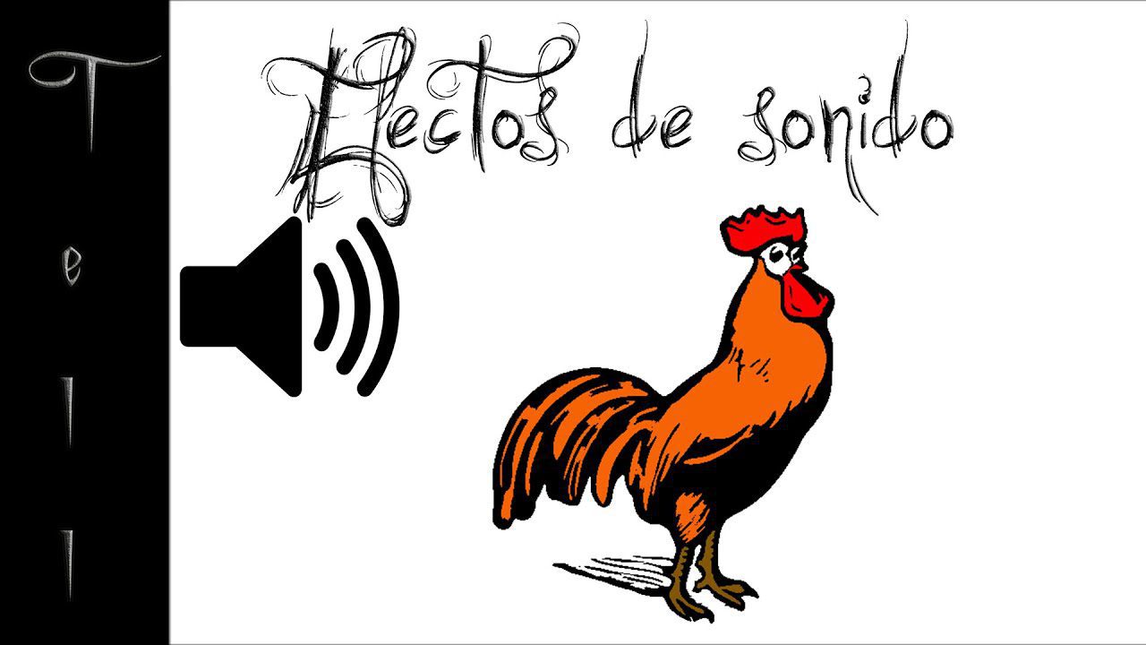 Gallina negra cantando como gallo al amanecer