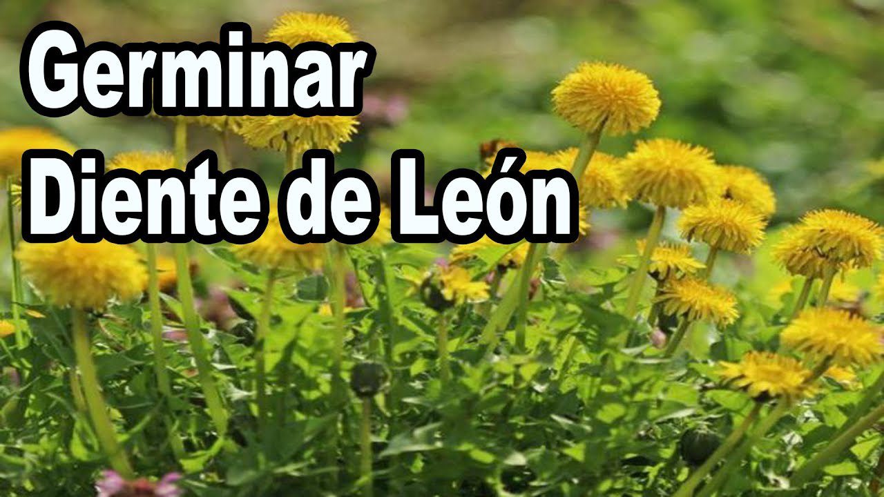 Qué pasa con las semillas del diente de león 2 Diente de león germinando en tierra húmeda