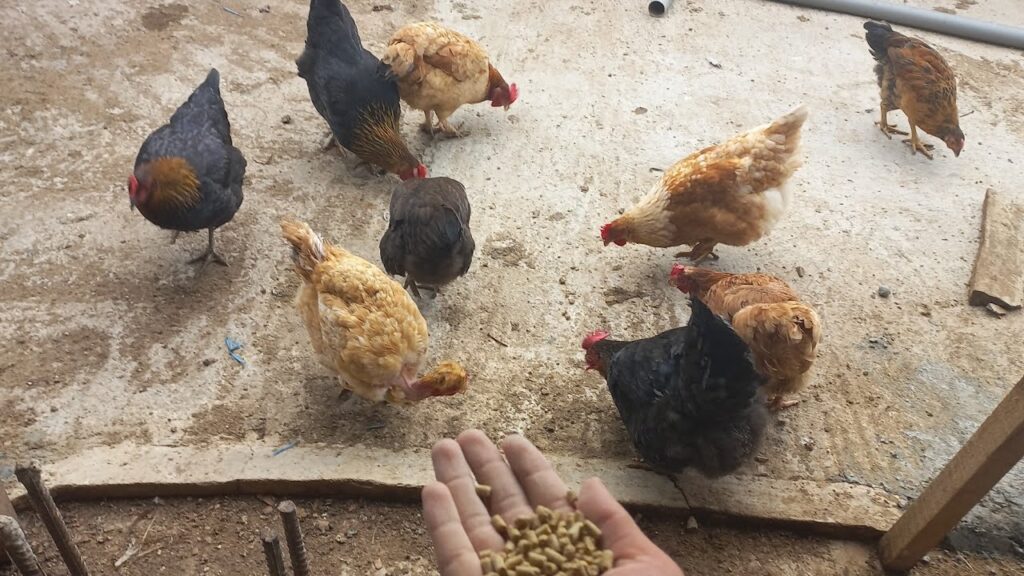 Qué pasa si el gallo pisa a las gallinas ponedoras 1 maxresdefault 6
