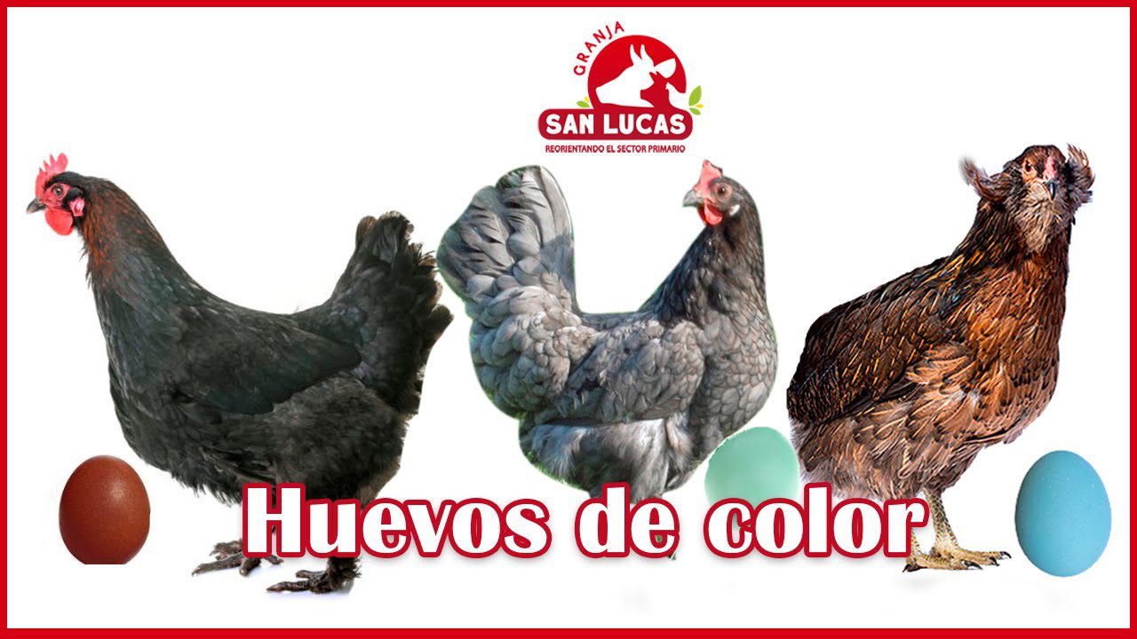 Qué Gallina es Más Rentable para Tu Granja 2 Gallinas de diferentes razas poniendo huevos