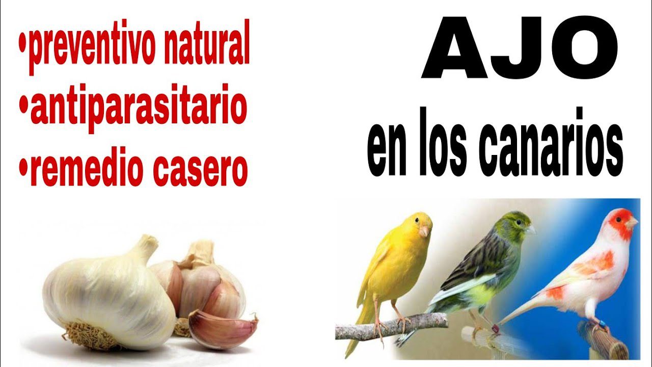 Canario comiendo ajo para desparasitar naturalmente