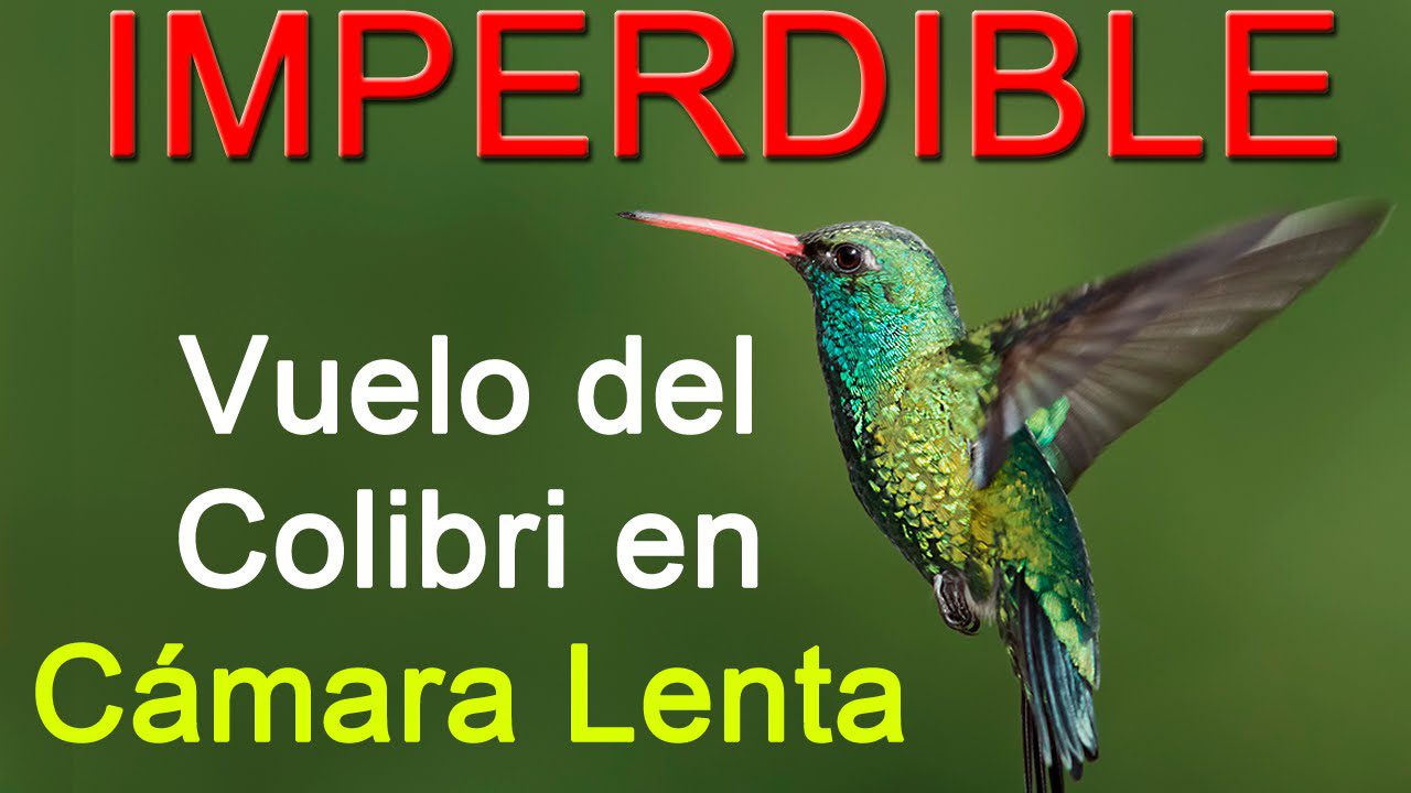 Colibrí volando hacia atrás en cámara lenta