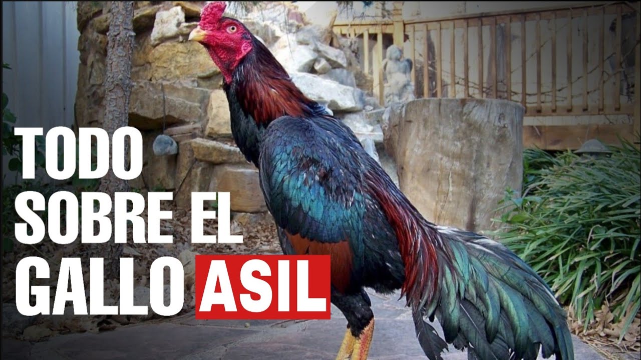 Gallo Asil puro en postura majestuosa