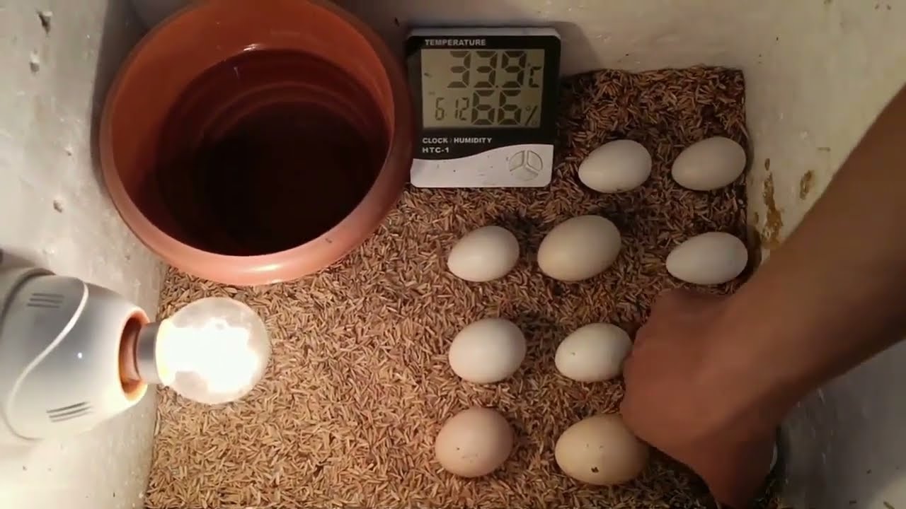 Huevos de gallina en incubadora casera