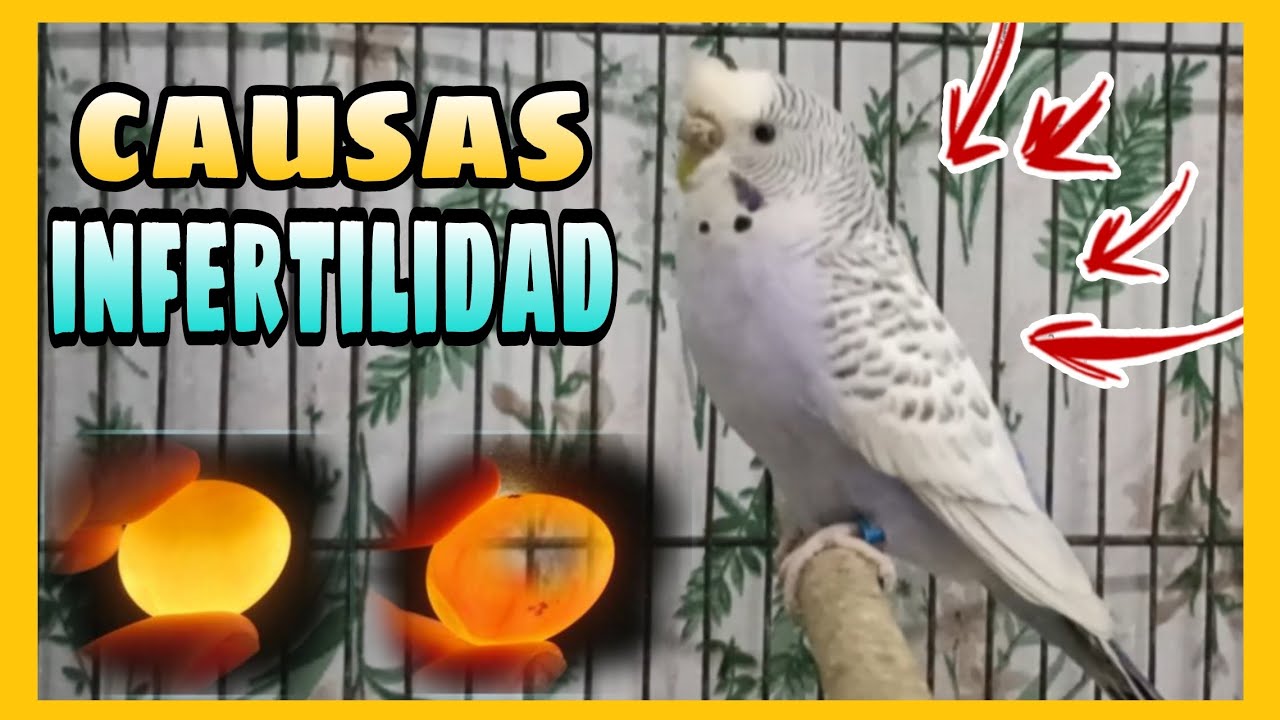 Periquita hembra con huevos infértiles