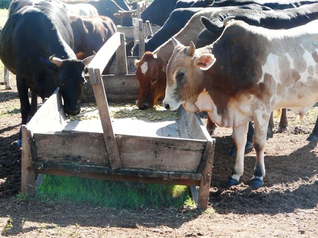 Vitaminas y minerales en la dieta animal