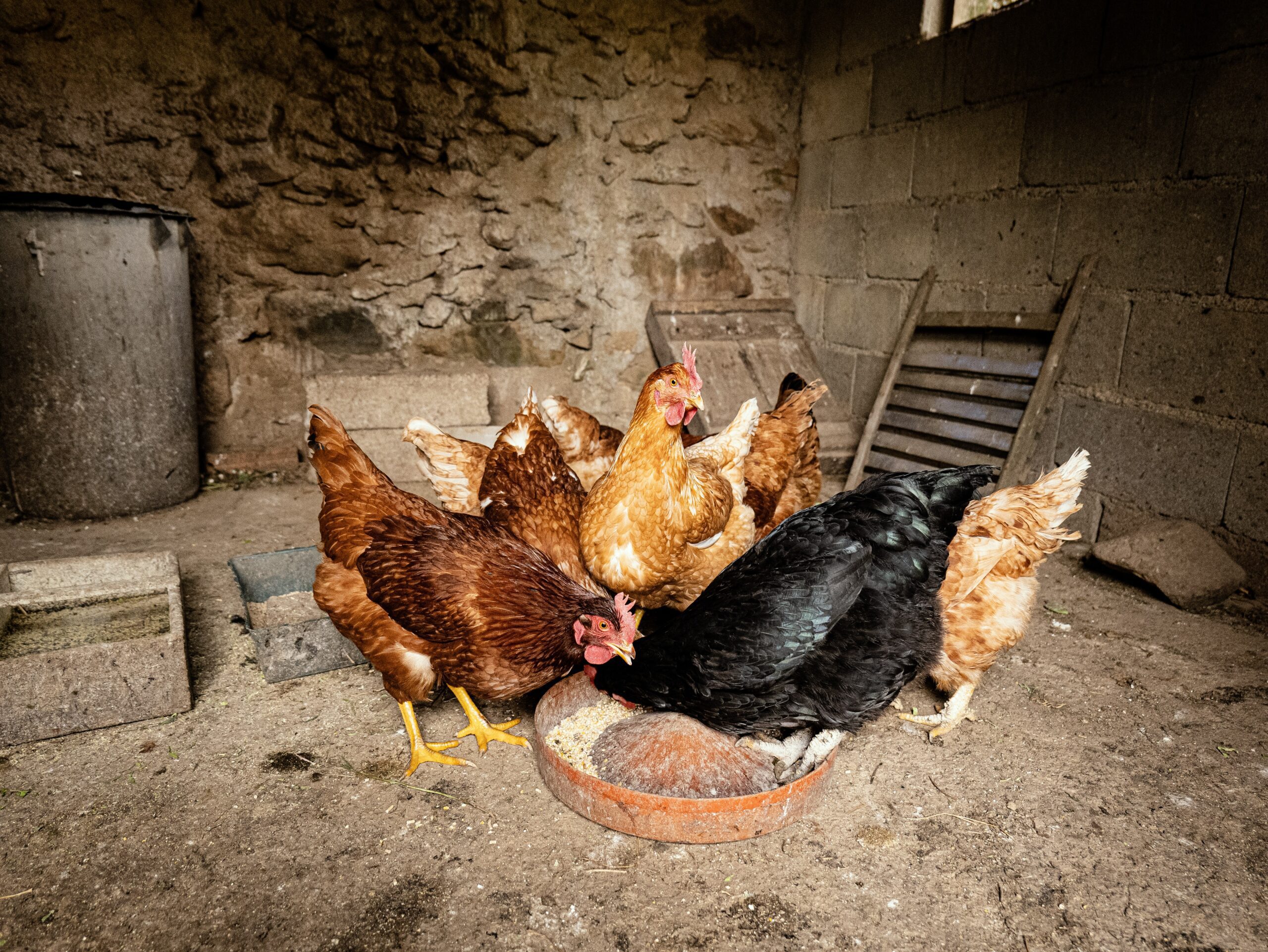 Gallina saludable en un gallinero limpio