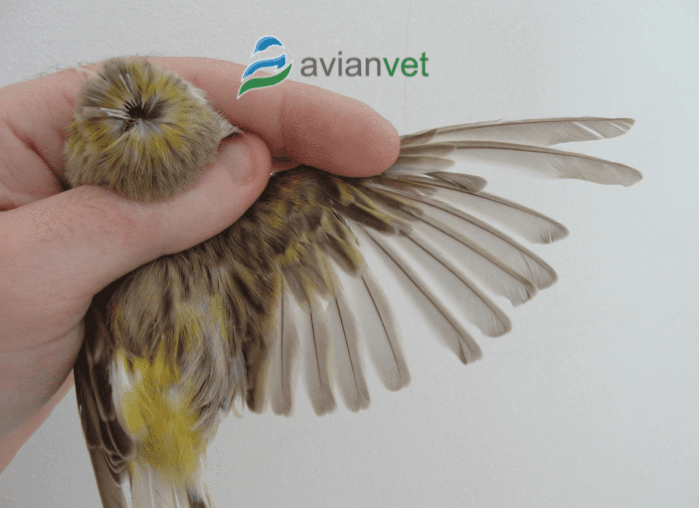 Cómo identificar la muda francesa 2 Aves con plumaje en proceso de cambio