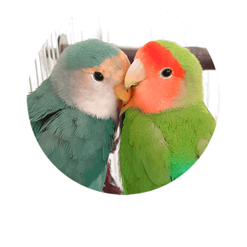 Pareja de roseicollis incubando huevos juntos
