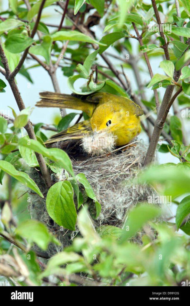 Quién hace el nido de los pájaros el macho o la hembra 1 nido de construccion de yellow warbler pajaro vertical songbird ornitologia ciencia naturaleza vida silvestre medio ambiente d99y2g