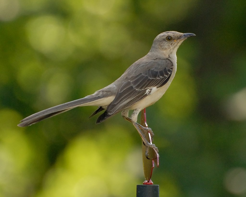 Cómo es el cantar del pájaro cenzontle 1 northern mockingbird