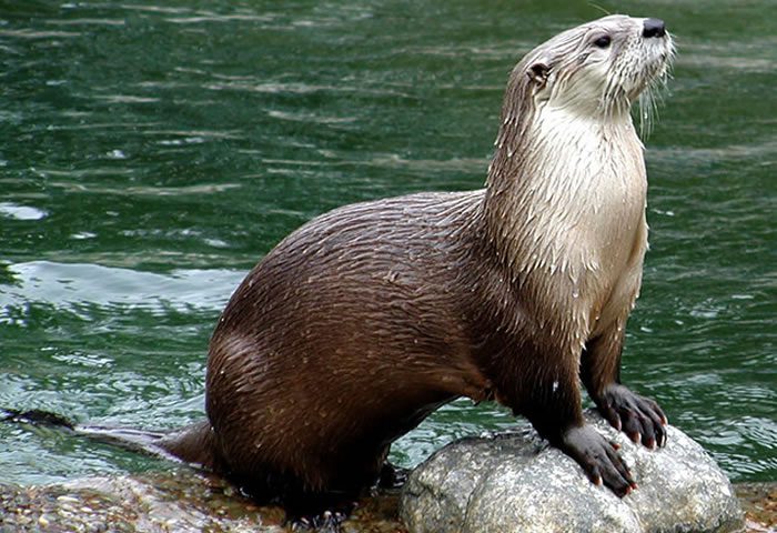 Patas de pato vs patas de nutria