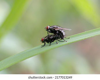 Ninfas de insecto apareándose en ramas