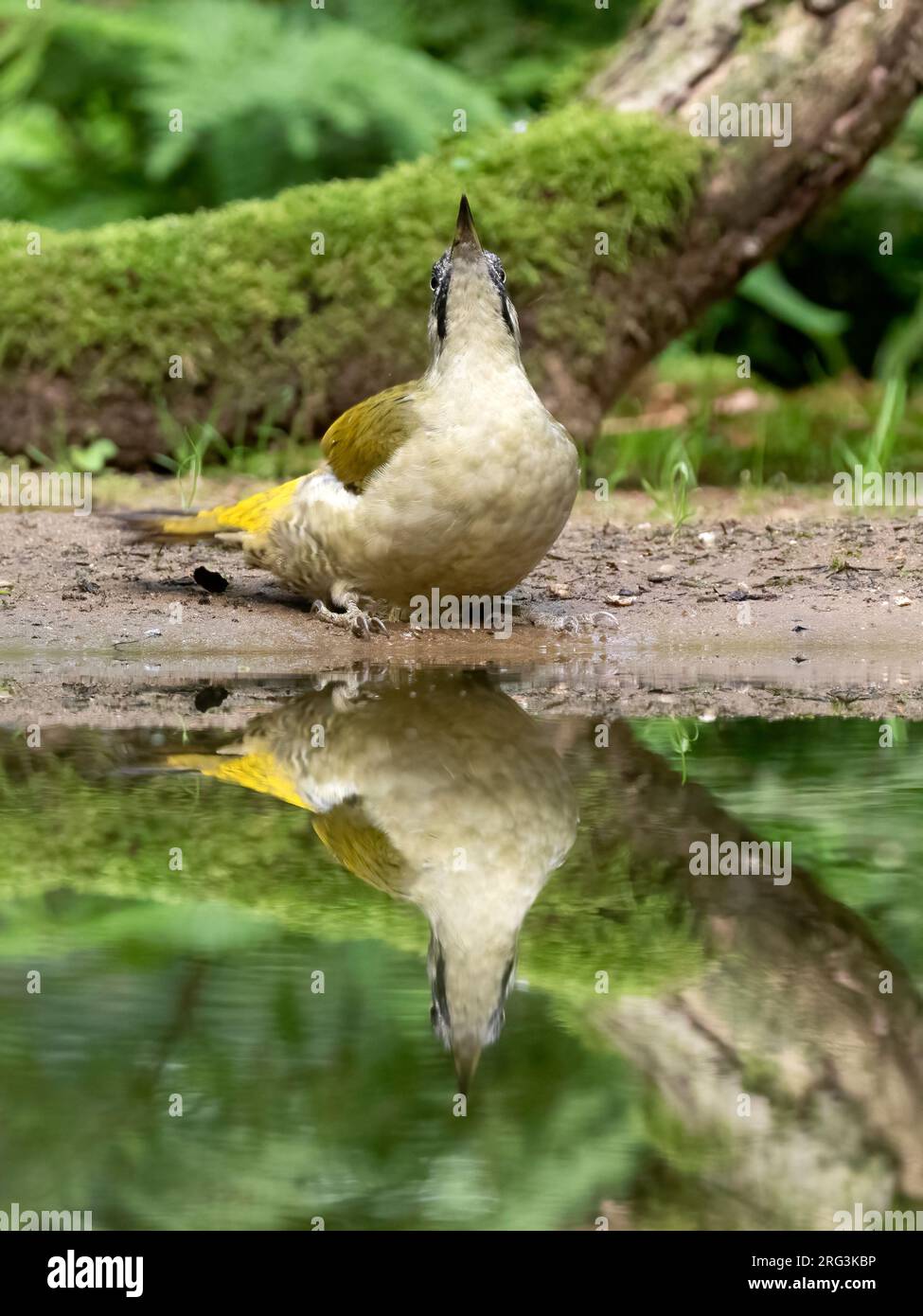 Pájaro carpintero bebiendo agua de un tronco