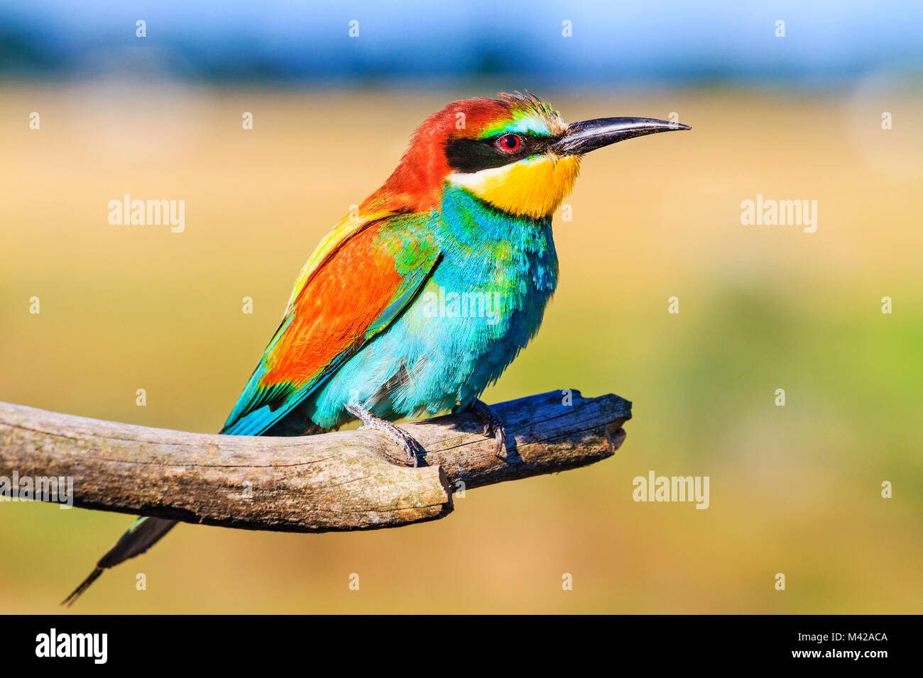 Pájaro en la naturaleza con plumaje brillante