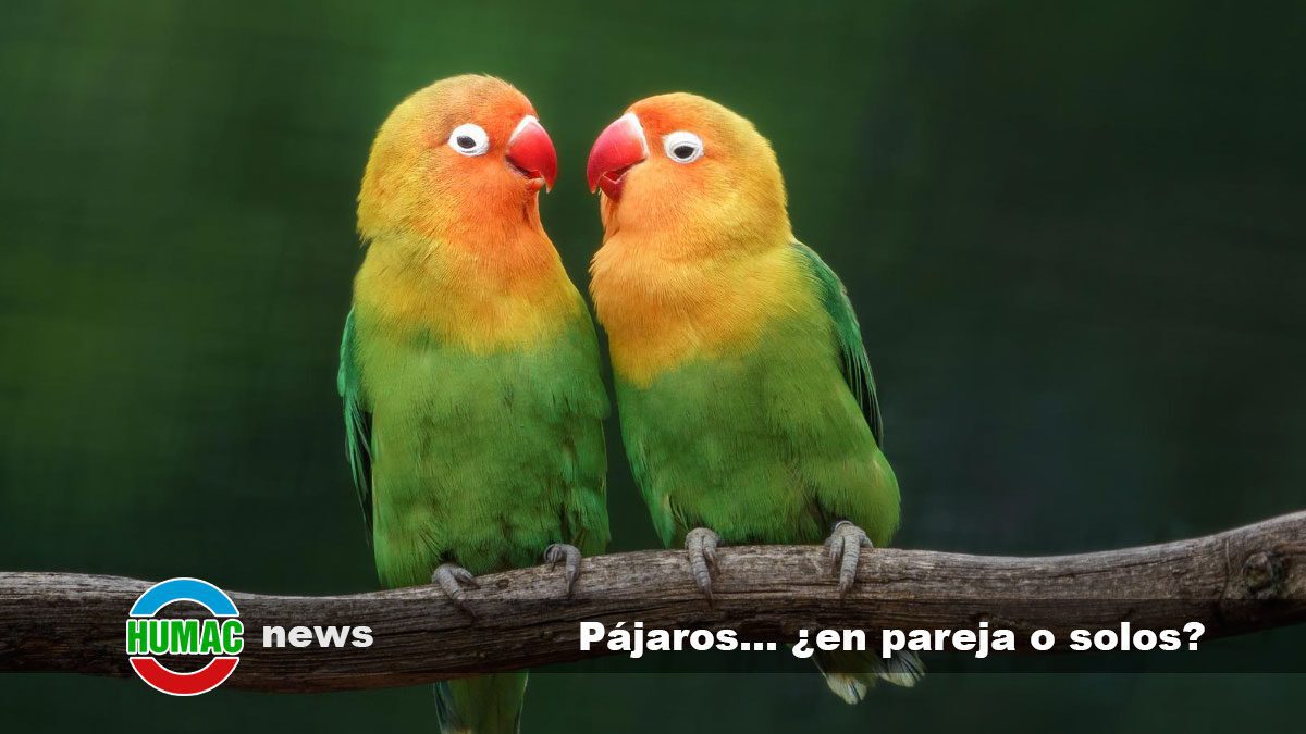 Pájaros domésticos con sus necesidades específicas