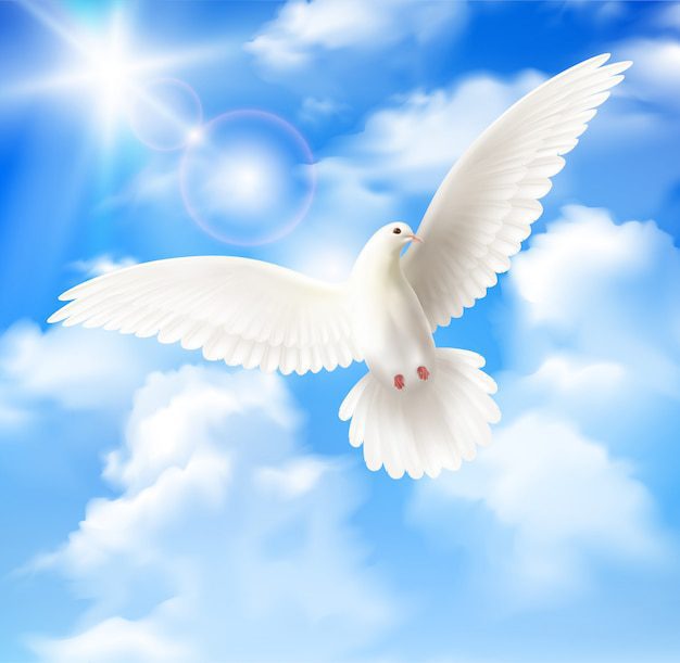 Paloma blanca volando en cielo azul