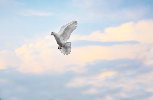 Cuánto tiempo viven las palomas mensajeras 2 Paloma mensajera volando en un cielo azul