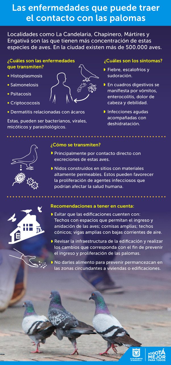 Paloma transmitiendo enfermedades a seres humanos