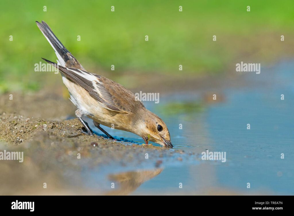 Cuándo beben agua los pájaros: Descubriendo sus hábitos 1 papamoscas cerrojillo ficedula hypoleuca pajaro joven beber de un charco vista lateral italia aosta trea7n
