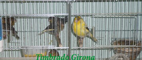 Cuándo hay que separar las crías de canarios 1 pareja 5 cria Abril 2013