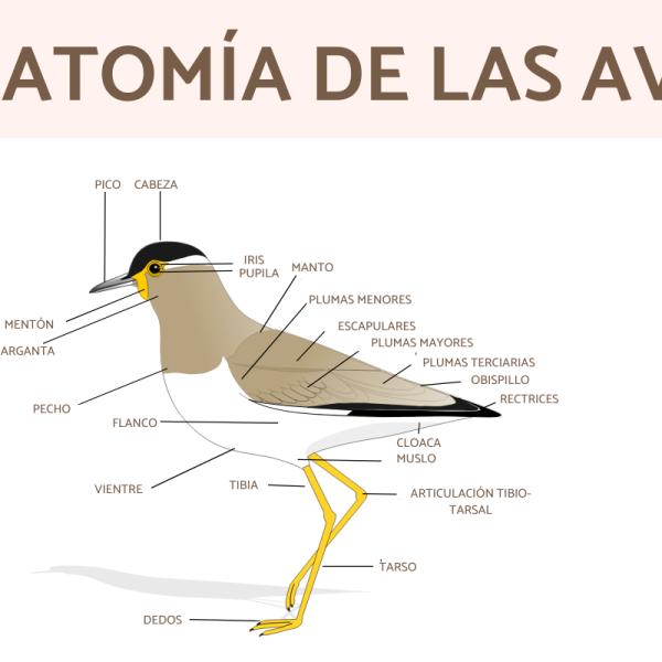 Comparación de movilidad del cuello en aves