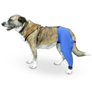 Qué antiséptico usar en heridas para perros 2 Perro con vendaje en pata trasera