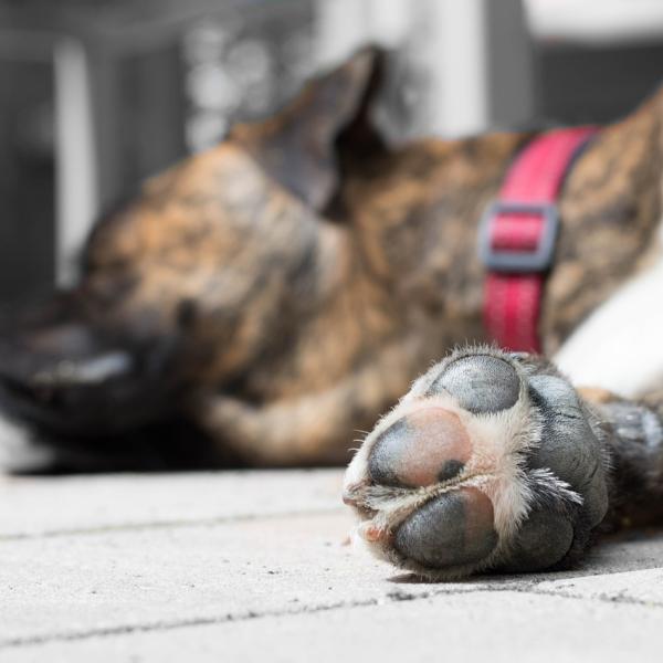 Cómo saber si mi pata se va a echar 1 patas hinchadas en perros causas y que hacer 25876 600 square