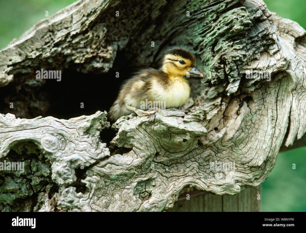 Dónde debe dormir un pato bebé: Consejos y recomendaciones 1 pato mandarin aix galericulata hatchling joven patito downy a punto de saltar desde un nido en un tronco de arbol hueco w8nyfk
