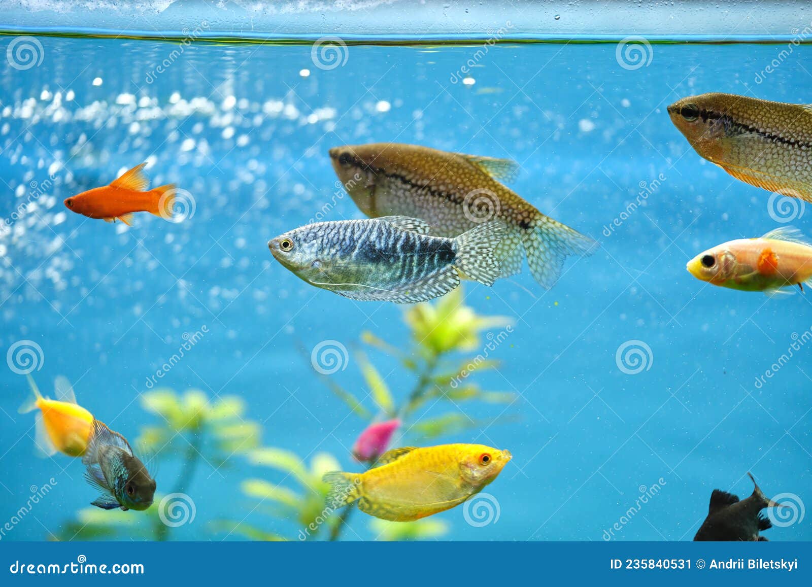 Qué tan bueno es tener un acuario en casa 4 Peces tropicales nadando en acuario colorido