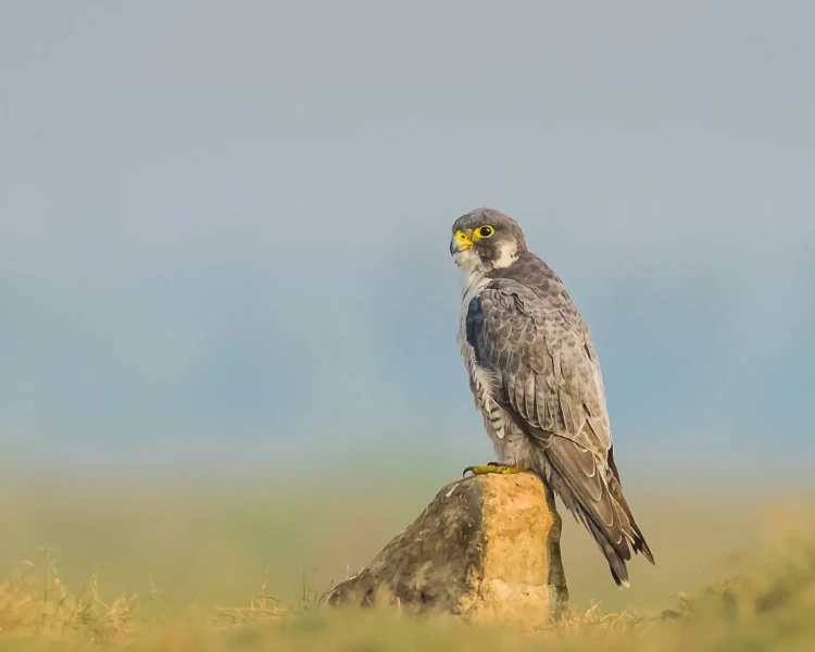 Hábitat ideal del halcón peregrino