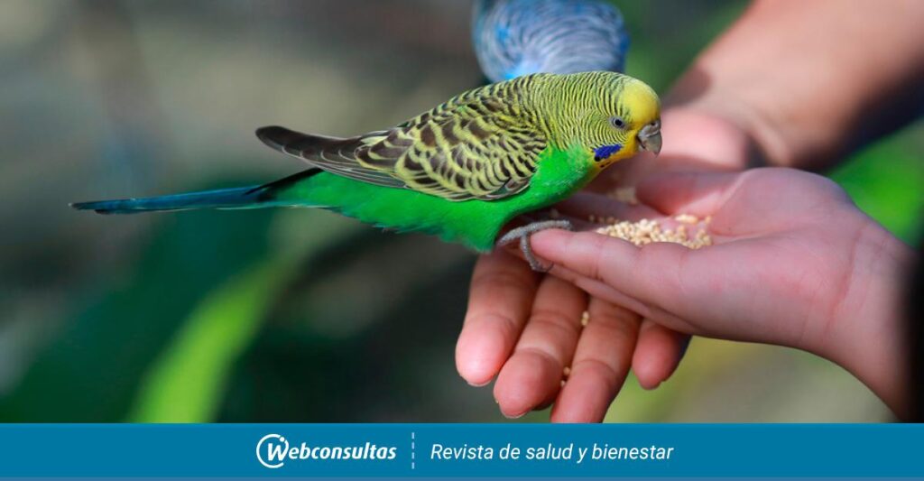 Qué enfermedades les da a los periquitos australianos 1 periquito australiano alimentacionp