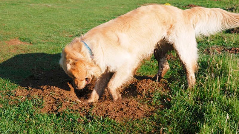 Perro cavando un hoyo en el jardín