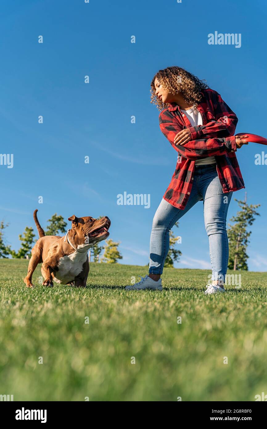 Cachorros de una raza pura jugando felices