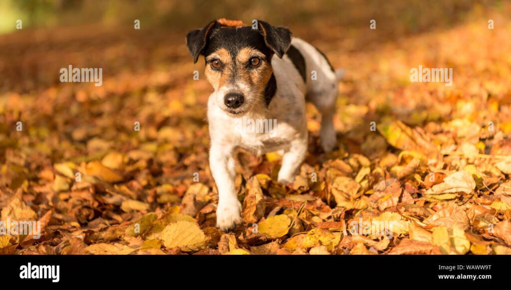 Cómo curar las grietas en las almohadillas de los perros 1 perro esta corriendo en el bosque de otono jack russell terrier waww9t