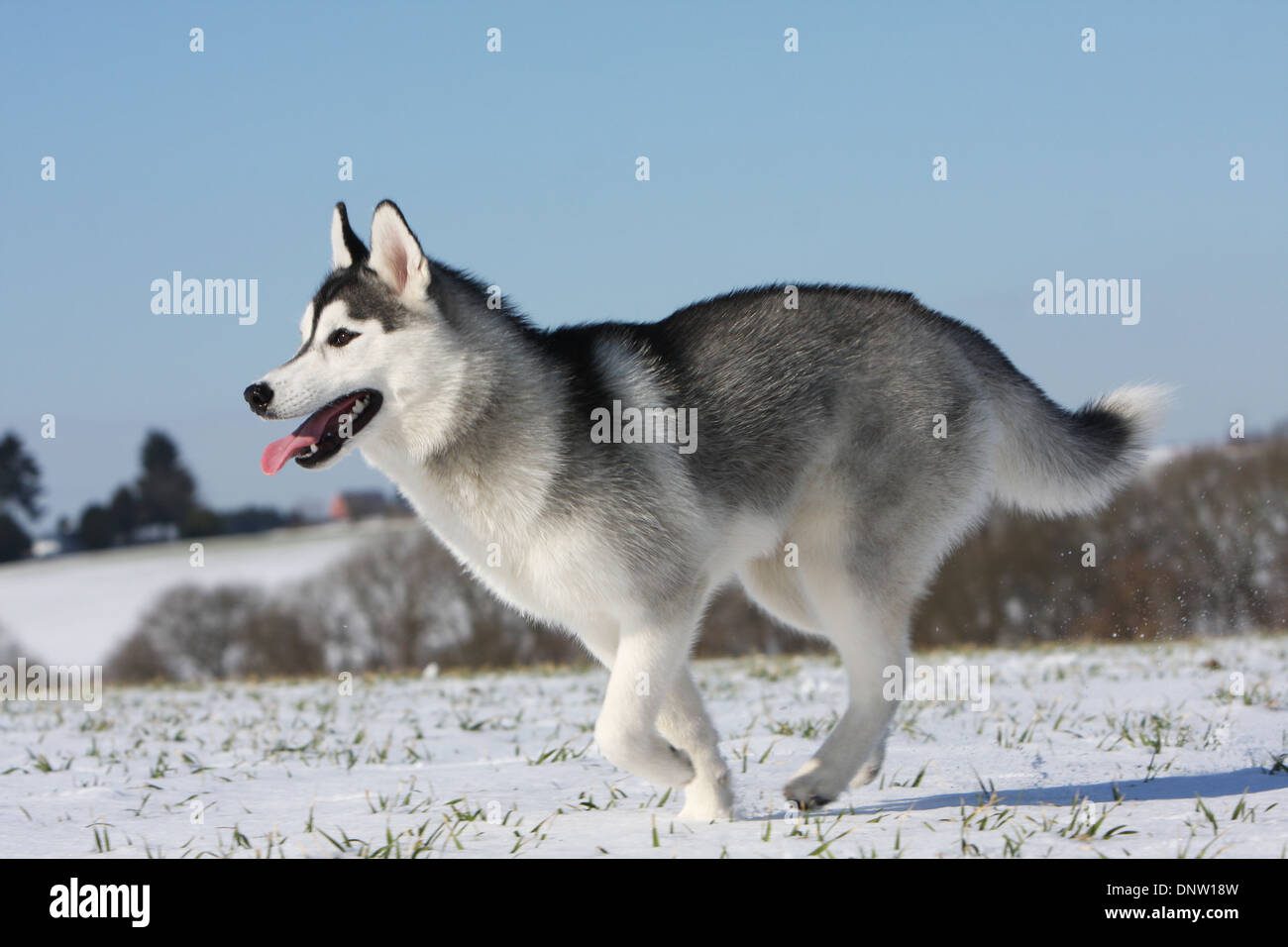 Perro husky siberiano corriendo en la nieve