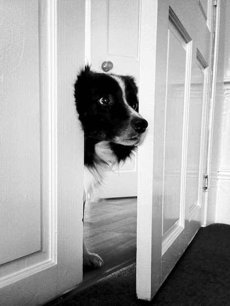 Qué hacer para que mi perro no se vaya de la casa 1 perro mirando traves puerta abierta casa 1048944 13027864