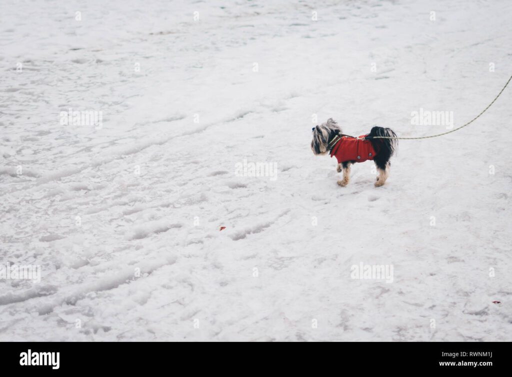 Cómo mantener caliente una jaula para mascotas en invierno 1 perro pequeno en abrigo rojo sobre una correa plomo en la nieve en polonia rwnm1j
