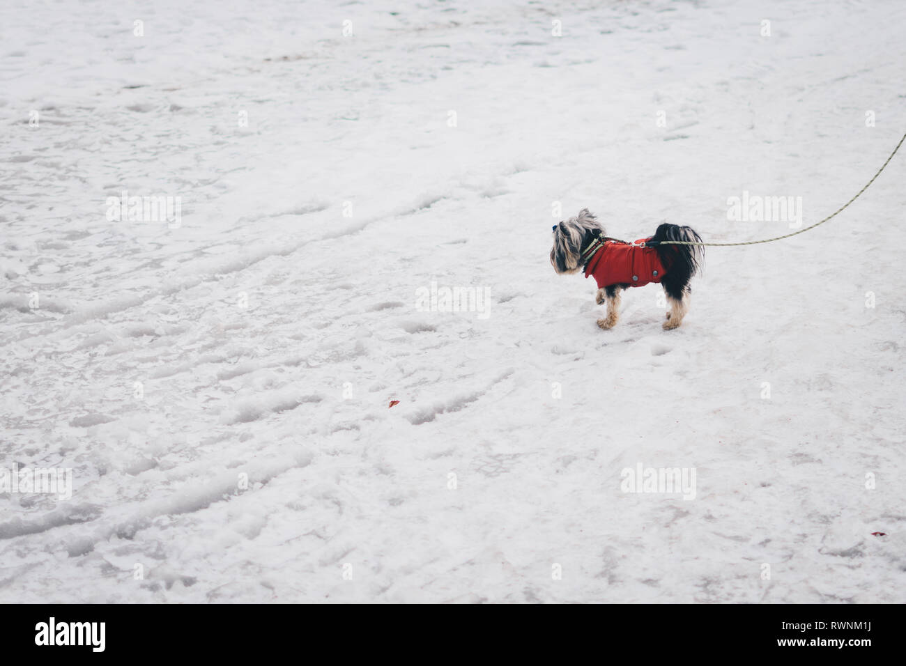 Cómo mantener caliente una jaula para mascotas en invierno 2 Perro temblando en la nieve