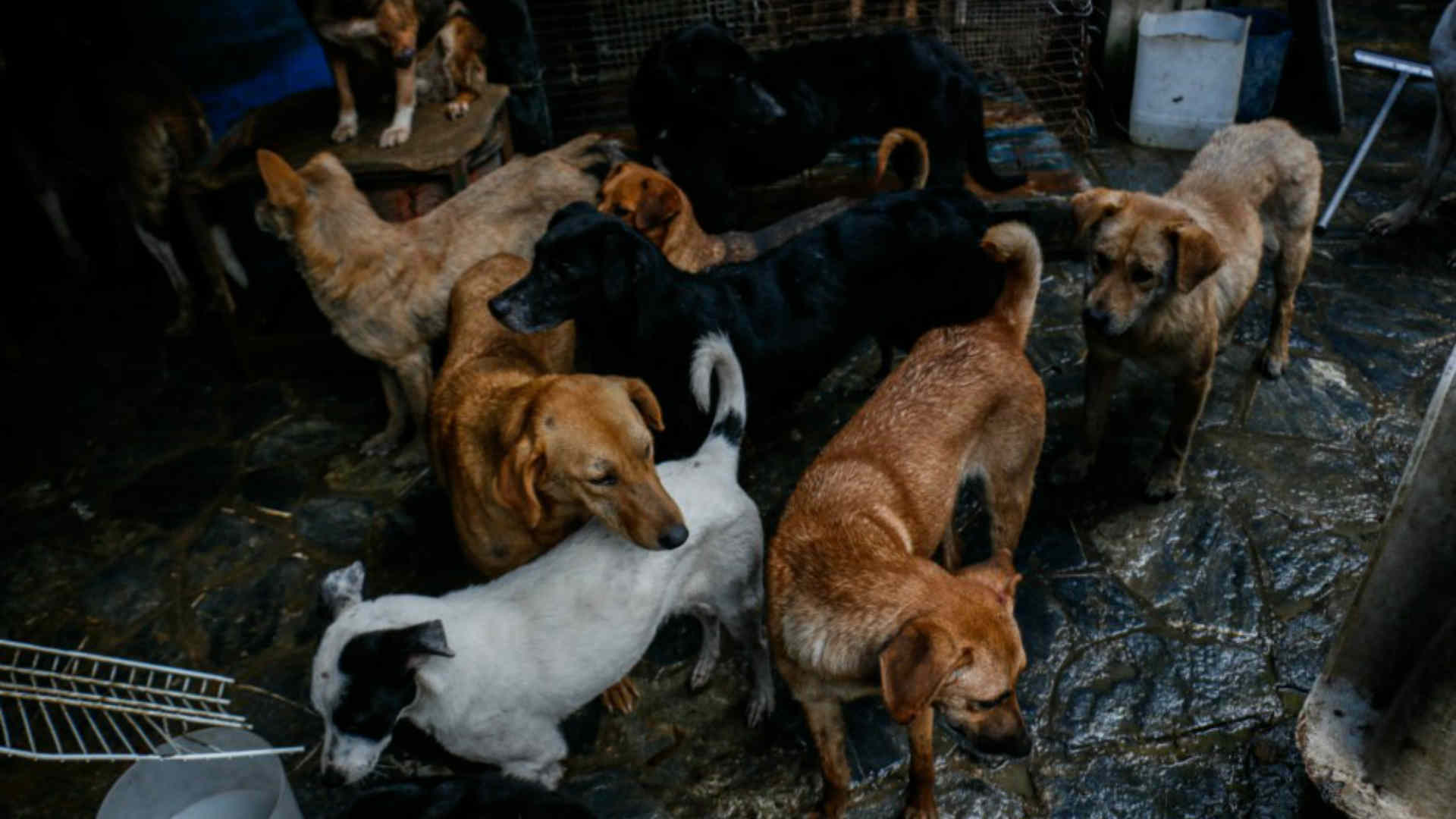 Perro callejero en las calles de Venezuela