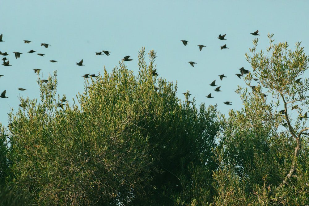 Bandada de pájaros volando sobre un bosque