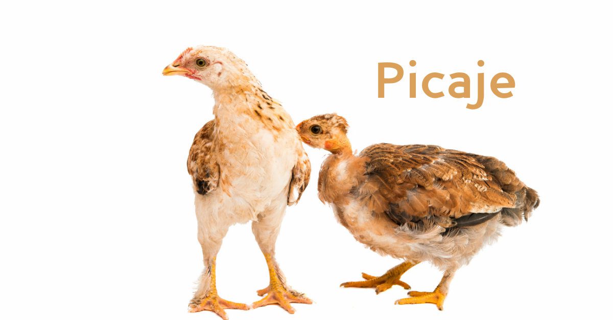 Pollo con postura anormal en el cuello